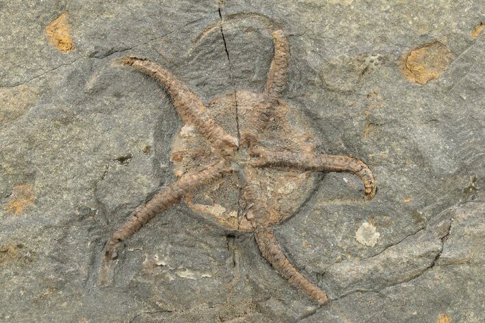 Ordovician Brittle Star (Ophiura) - Morocco #271434